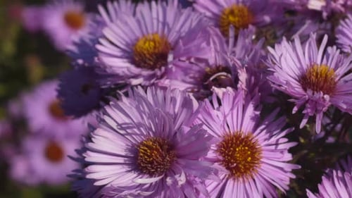 A Slow Motion Close-Up Shot of a Bunch of Aster Amellus Flowers