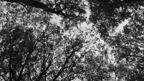 Grayscale, Black And White Concept - Looking Up On The Canopy Of Tall Trees In The Forest. - low ang