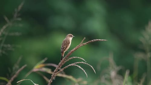 Auf getrocknetem Gras gesehen, wie man sich umschaut und putzt, Amur Stonechat oder Stejneger's Stonechat stej