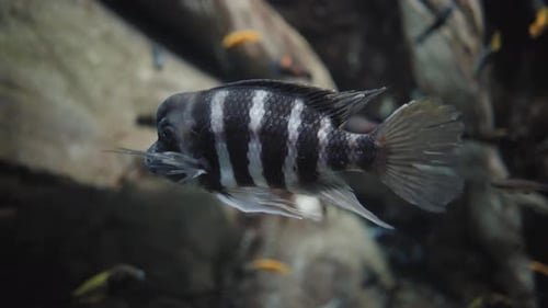 A black and white striped tropical fish gently hovering in a beautiful aquarium