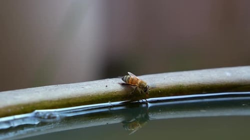 Uma abelha se empoleira na beira, estendendo sua tromba para saborear e beber a água, de perto.