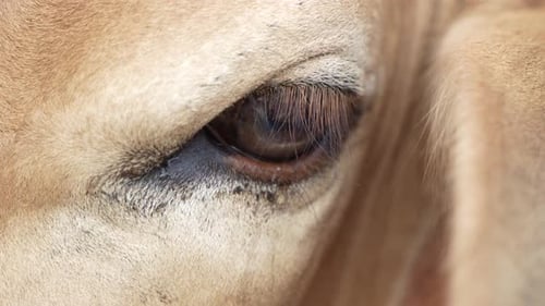Les hindous vénèrent les vaches comme des dieux.
