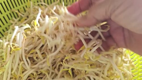 checking bean sprout, close up.