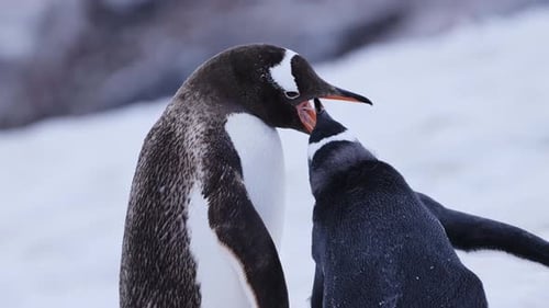 Penguin feeds penguin chick on snowy landscape