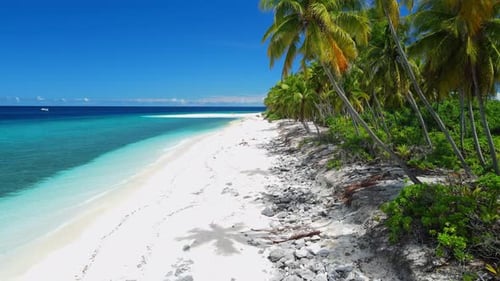 Maldives Island with Tropical Beach with Palm Trees and Blue Ocean Aerial View