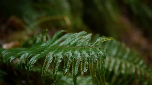 Nasses Farnblatt im Wald von Oregon