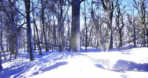Winter Forest Scene Camera Pan on Snowy Landscape