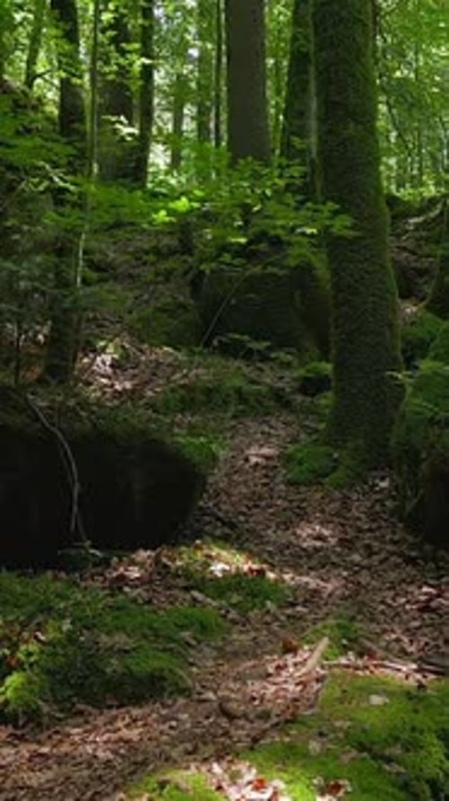 Un sentier forestier serein magnifiquement baigné d'une douce lumière verte et d'une beauté naturelle