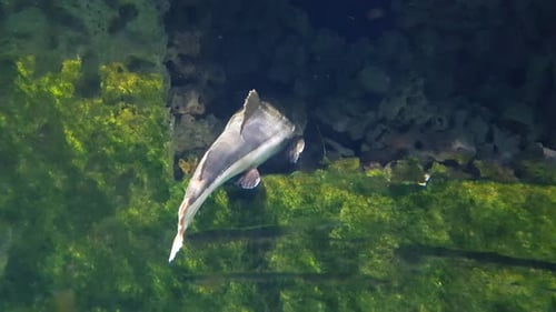Redtail catfish (phratocephalus hemioliopterus) swimming very close to the camera