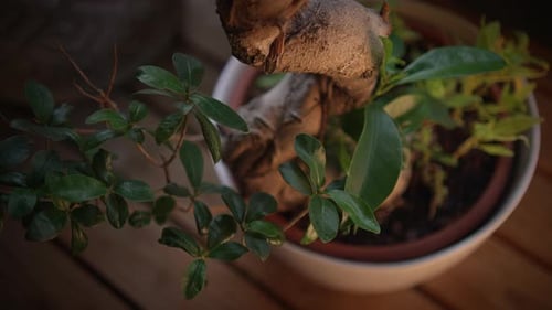 A CloseUp View of a Beautifully Potted Indoor Plant Featuring Lush and Green Foliage