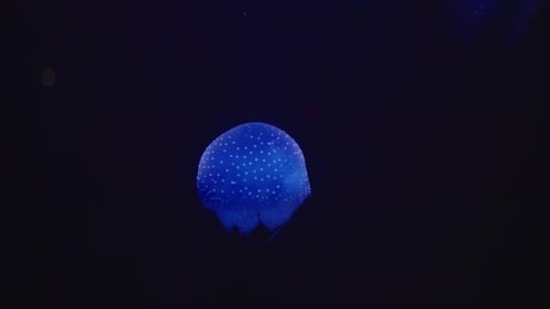 Mesmerizing Blue Jellyfish Swimming in the Dark Depths