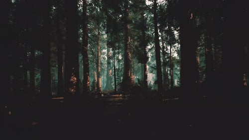 Cinematic Twilight Forest Scene with Fog and Shadowed Pathways