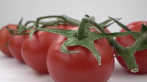Lebendige rote Tomaten am Weinstock im Blick. Sondenlinse