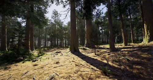 Serene Forest Landscape Showcasing Towering Trees and Lush Undergrowth