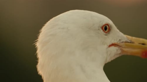 seagull close-up