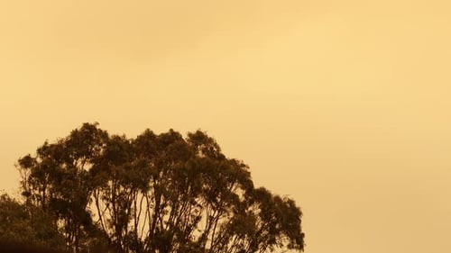 Gum Trees Swaying Moving In The Wind With A Smoke Yellow Sky From Bush Fires, Daytime Hazy,