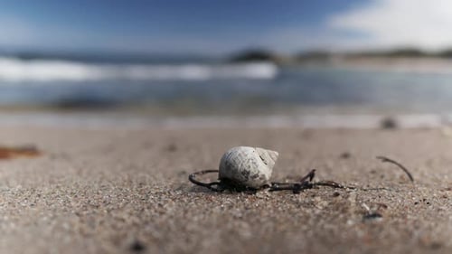 Snail slowly moving on the beach, close up
