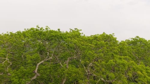 Los viajeros posados en una plataforma elevada de madera inspeccionan el exuberante dosel de la selva amazónica que se encuentra debajo