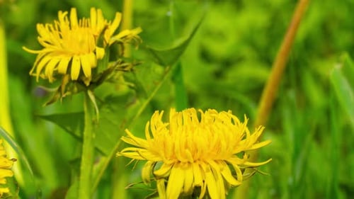 Flores de diente de león que florecen por la mañana, lapso de tiempo