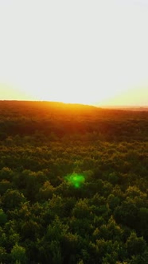 Magnifique coucher de soleil sur la forêt. Le soleil orange se reflète sur les arbres vert foncé de la forêt.