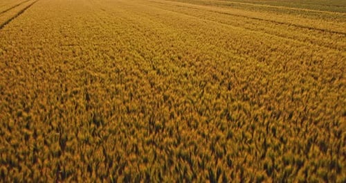 Aerial shot of a yellow field of wheat