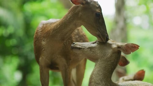 Two Deer Affectionately Grooming Each Other in Forest