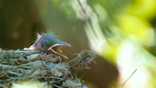 Baby Bird in Nest Waiting for Food