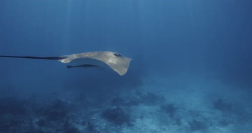Stingray Swim Underwater in French Polynesia or Maldives Sting Ray Fish in Tropical Blue Sea Slow