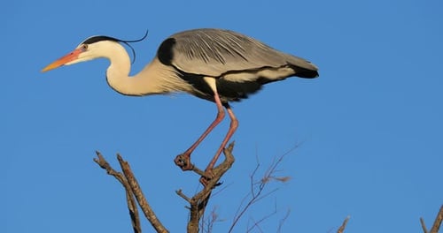 Grey heron, Ardea cinerea, perched on it s dormitory tree, the Camargue, Southern France