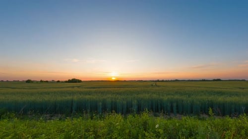 Sunset on a wheat field, time lapse