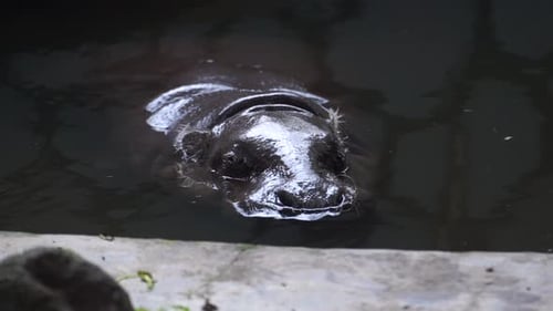 Un hipopótamo que se baña solo muestra la cabeza en una piscina de aguas tranquilas.