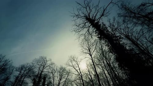 Enormes galhos de árvores e o céu 1