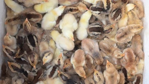 Fluffy Chicks Clustered Together in an Overhead Shot