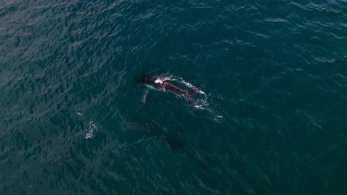 Aerial View of Whales Swimming in Ocean