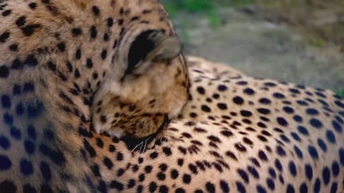 Anmutig und entspannt: Eine Nahaufnahme eines Leoparden, der sich in freier Wildbahn ausruht 4K