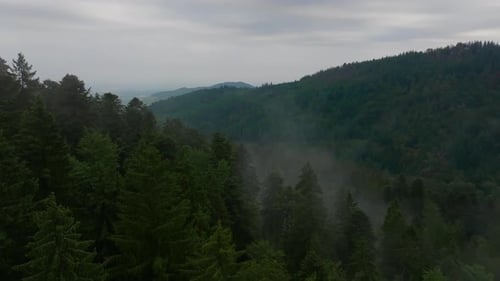 Overhead Drone View of Mist in Mountain Forest