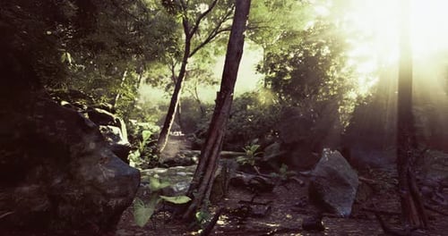 Sunlight Filters Through Lush Greenery in a Tranquil Forest Setting