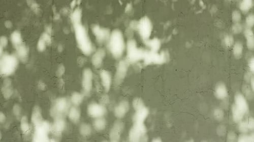 Transparent Soft Light and Shadows From Branches Plant Foliage and Leaves Morning Sunlight and Tree