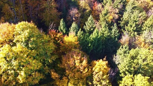 slowly pushing up the aerial view with a view of the yellow coloured autumn leaves of the deciduous