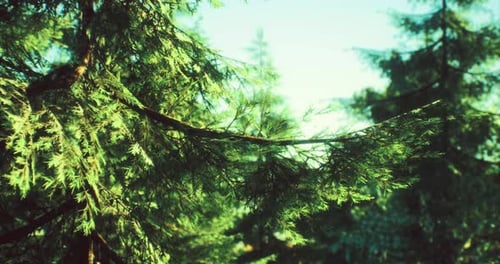 Lush Green Pine Branches Swaying Gently in the Sunlight of a Serene Forest