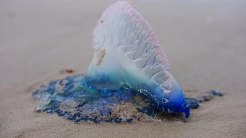 Vue rapprochée de Physalia Physalis, homme de guerre portugais de l'Atlantique, sur la plage