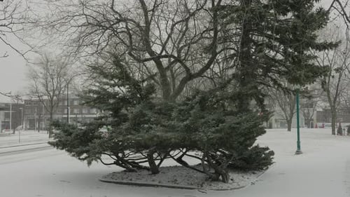 Banzai Looking Tree Outside in Park Covered in Slow Motion Falling White Winter Snow