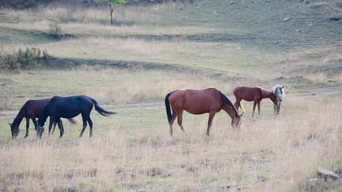 Horses Enjoying Freedom Pastoral Scene With Grazing Horses Calm Evening With Horses In Open Meadow
