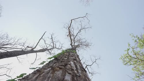 Tree Trunk and Branches Against Blue Sky