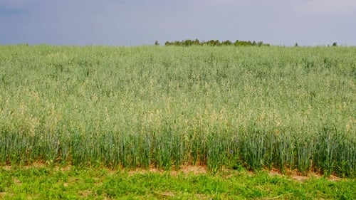 Serene Oat Field Landscape Under Sunny Sky Capturing Rural Tranquility and Growth