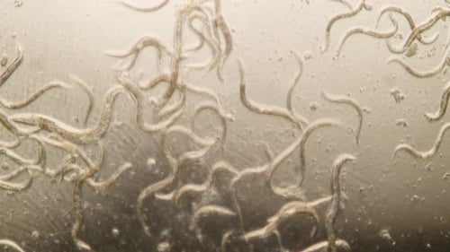 Ansteckungssammlung: Mikroskopisch kleine Würmer mit weichem Fokus bewegen sich kontinuierlich