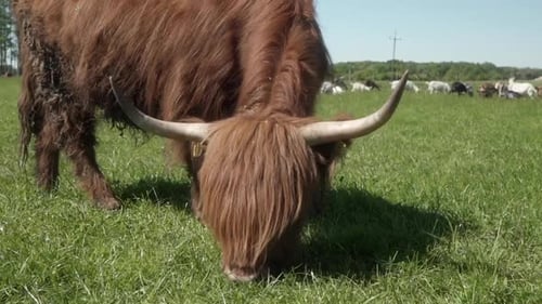 Highland Cow Grazing in a Lush Meadow