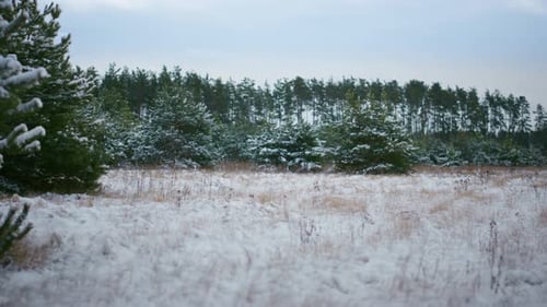 View Frozen Winter Wood Under Snow