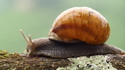 Snail Crawling Slowly on a Mossy Branch