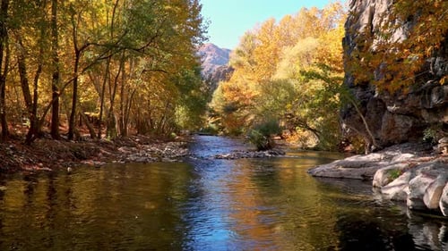 Shot with a drone camera among the trees in the stream in autumn